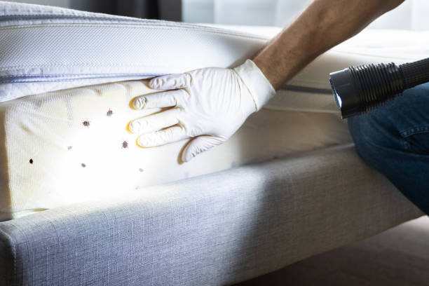 Best Best Pest Control Companies  in St Leon, IN